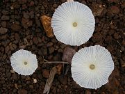 Top View of Wild Mushrooms
