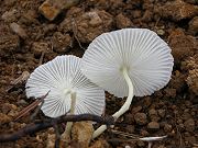 Some Kind of Wild Mushrooms