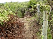 Path Cut by Old Fence
