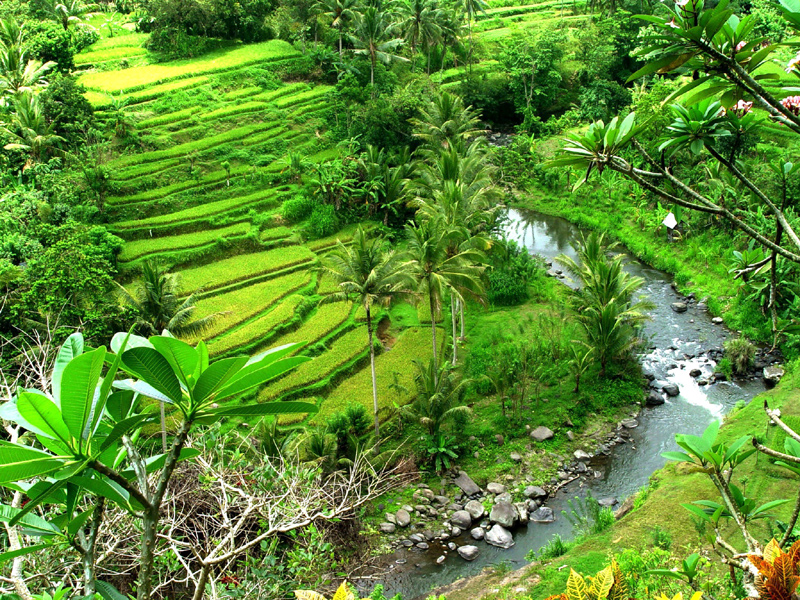 Inspiration for Terraced Rock Walls, Sayan, Bali