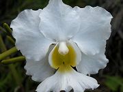 Vanda Orchid Blooming, Sept. 2, 2009