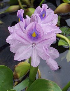 Water Hyacinth