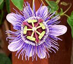 First Passion Flower